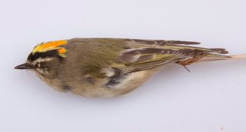 Media type: image;   Ornithology 211683